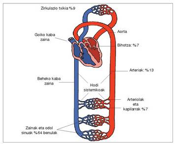 1. Irudia: Bi zirkulazioak; hodi mota bakoitzak daukan odol bolumena.<br><br>310